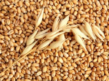 Ячменная крупа в сухом виде