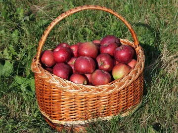 Плетёная корзина с красными яблоками на траве