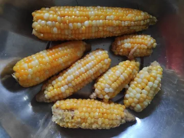 Початки сладкой кукурузы, приготовленные на пару, в металлической миске