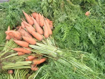 Свежая морковь с зелёной ботвой, собранная с грядки