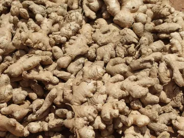 Корни свежего имбиря горкой