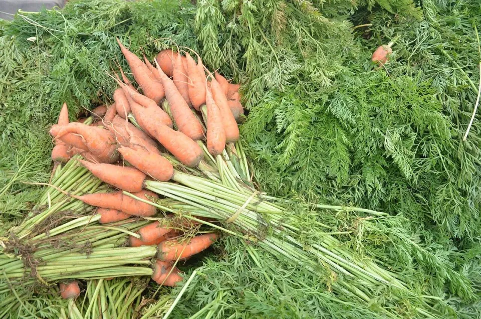 Свежая морковь с зелёной ботвой, собранная с грядки